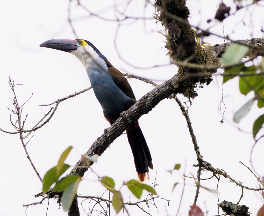 Black-billed Mountain-Toucan