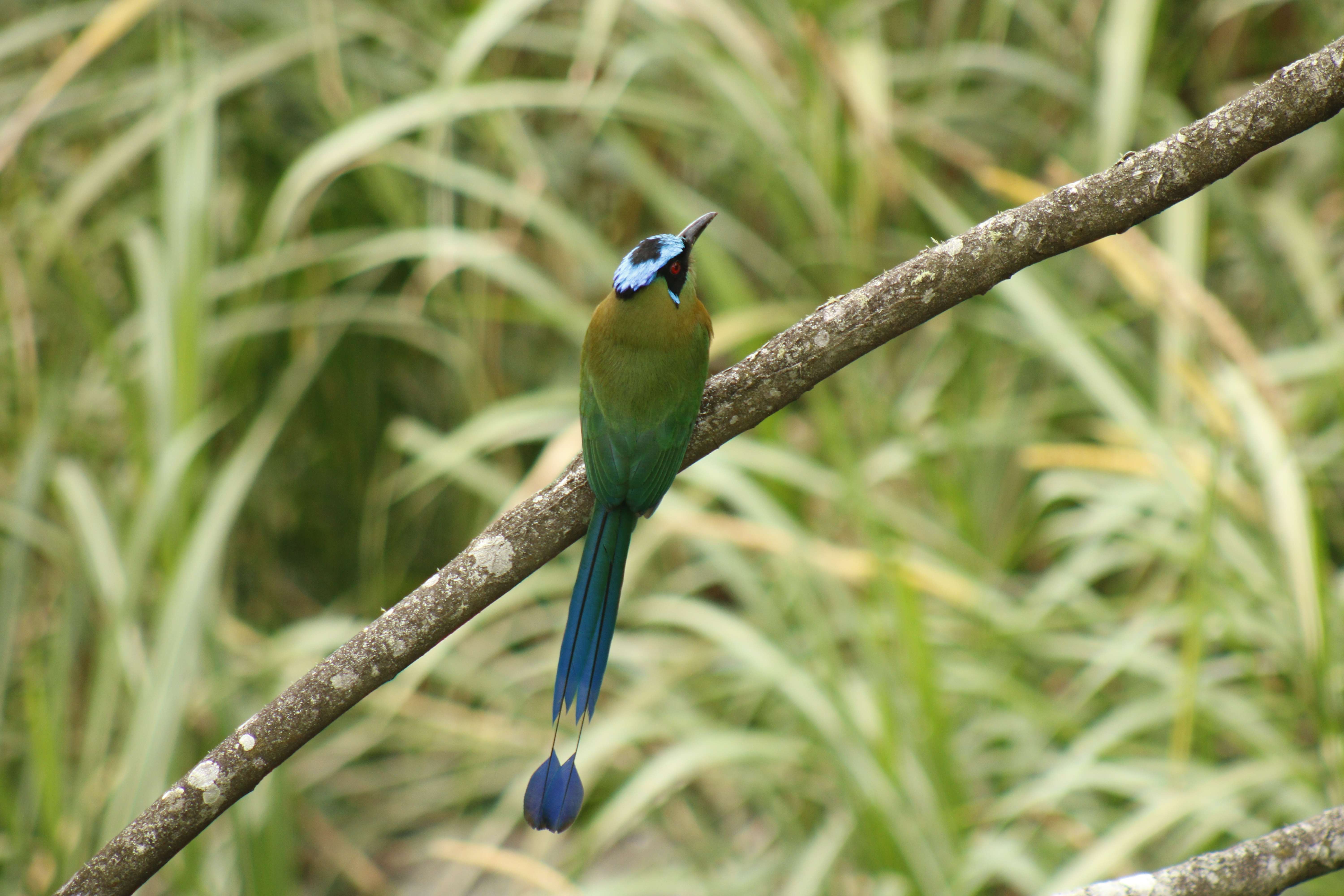 Andean Motmot