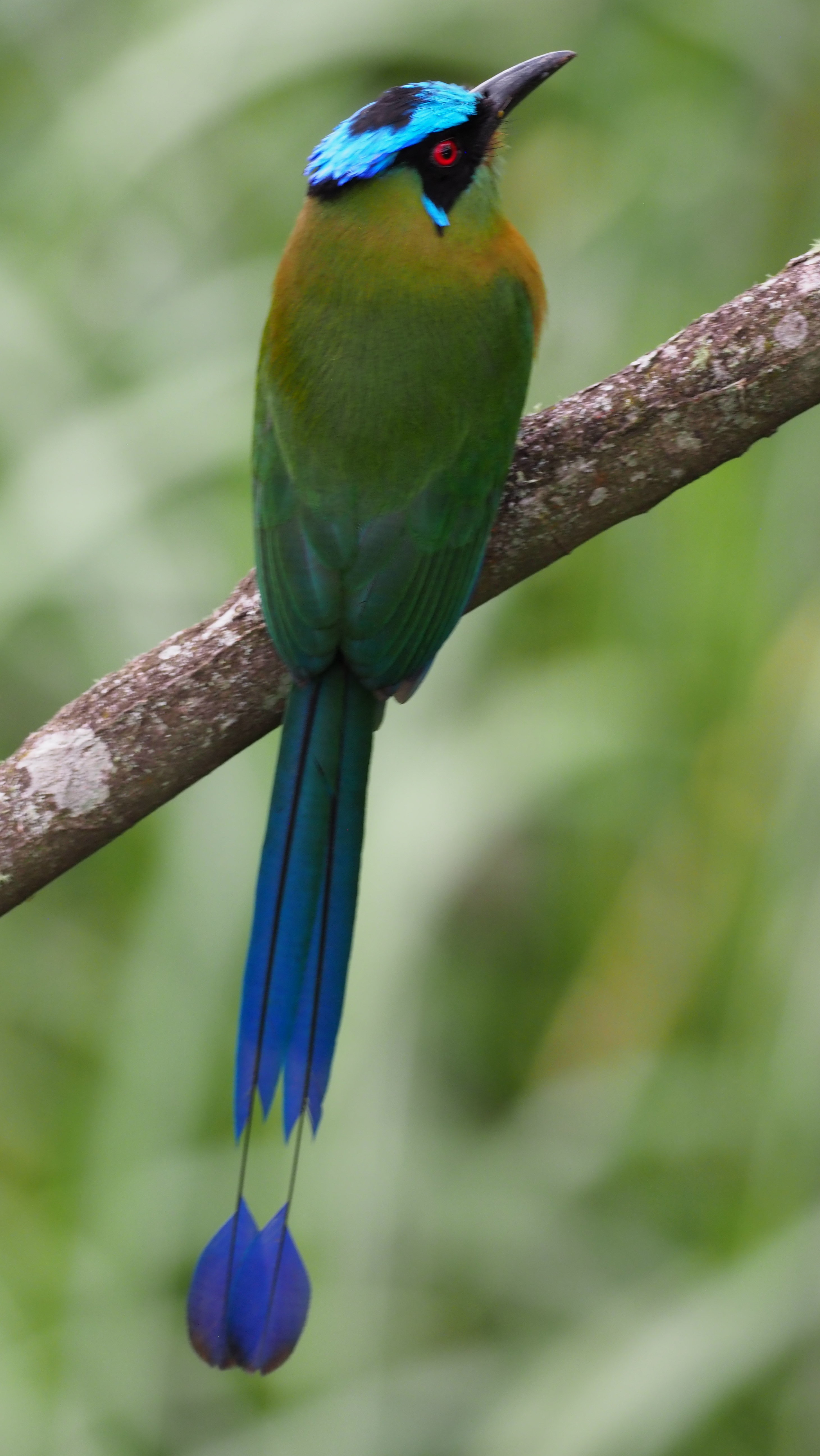 Blue-crowned Motmot in Chocó rainforest representing Vision Tours