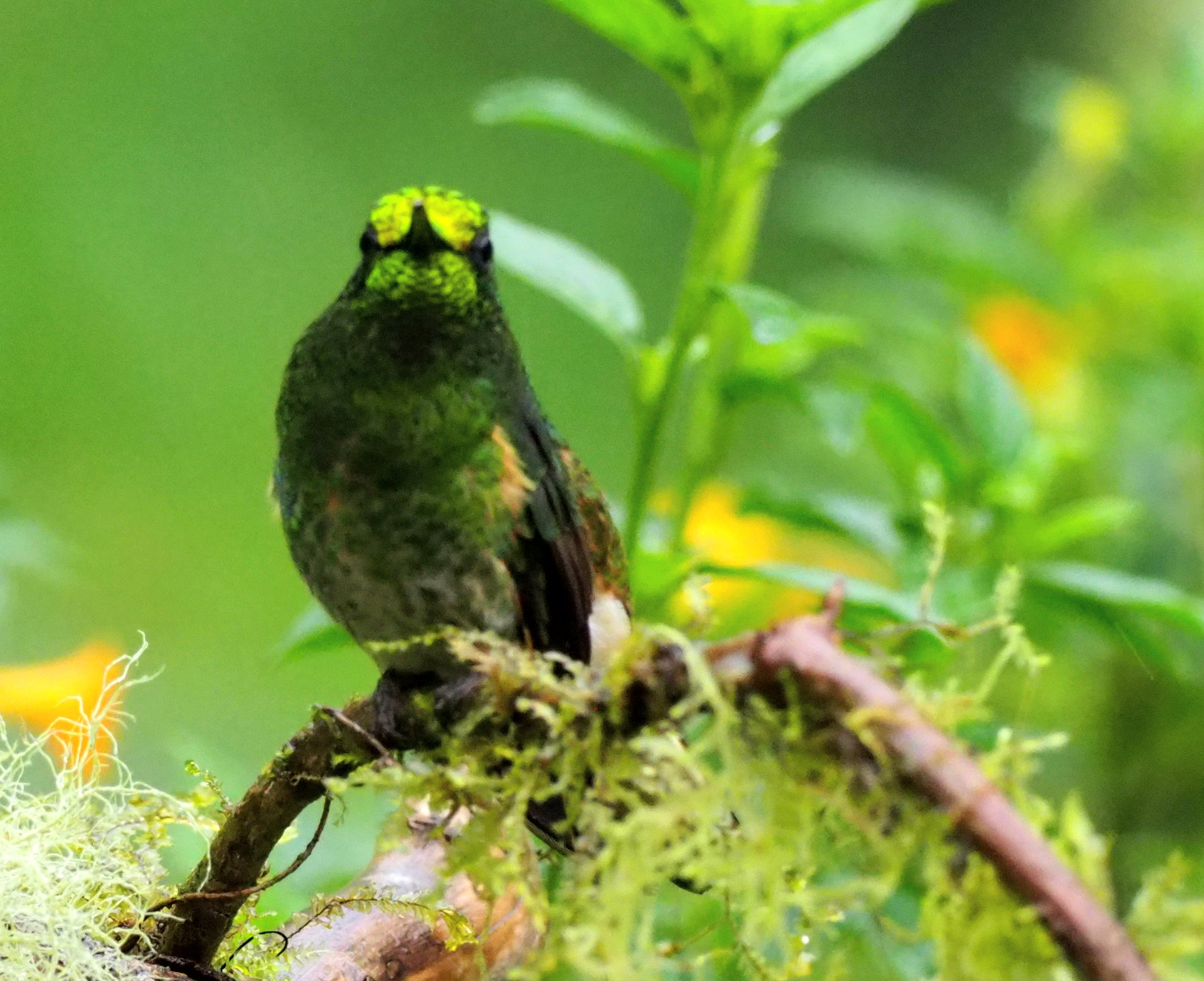 Buff-tailed Coronet displaying its distinctive yellow spectacles in cloud forest habitat