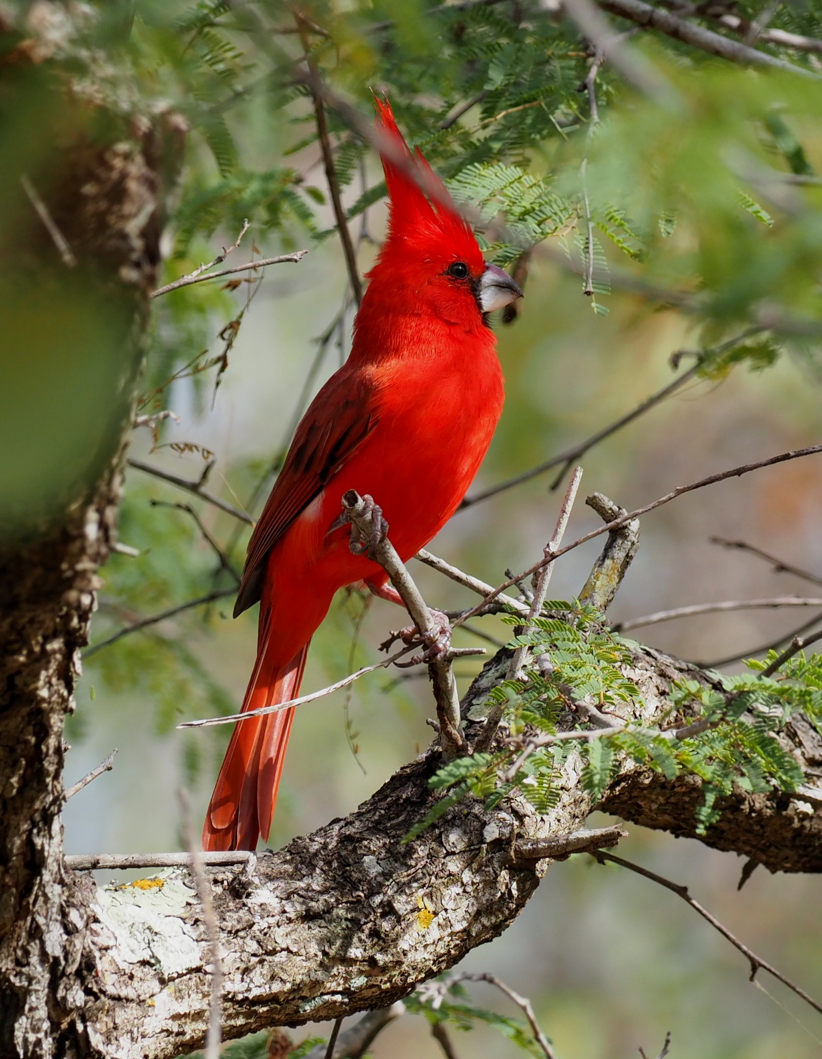 Vermilion Cardinal