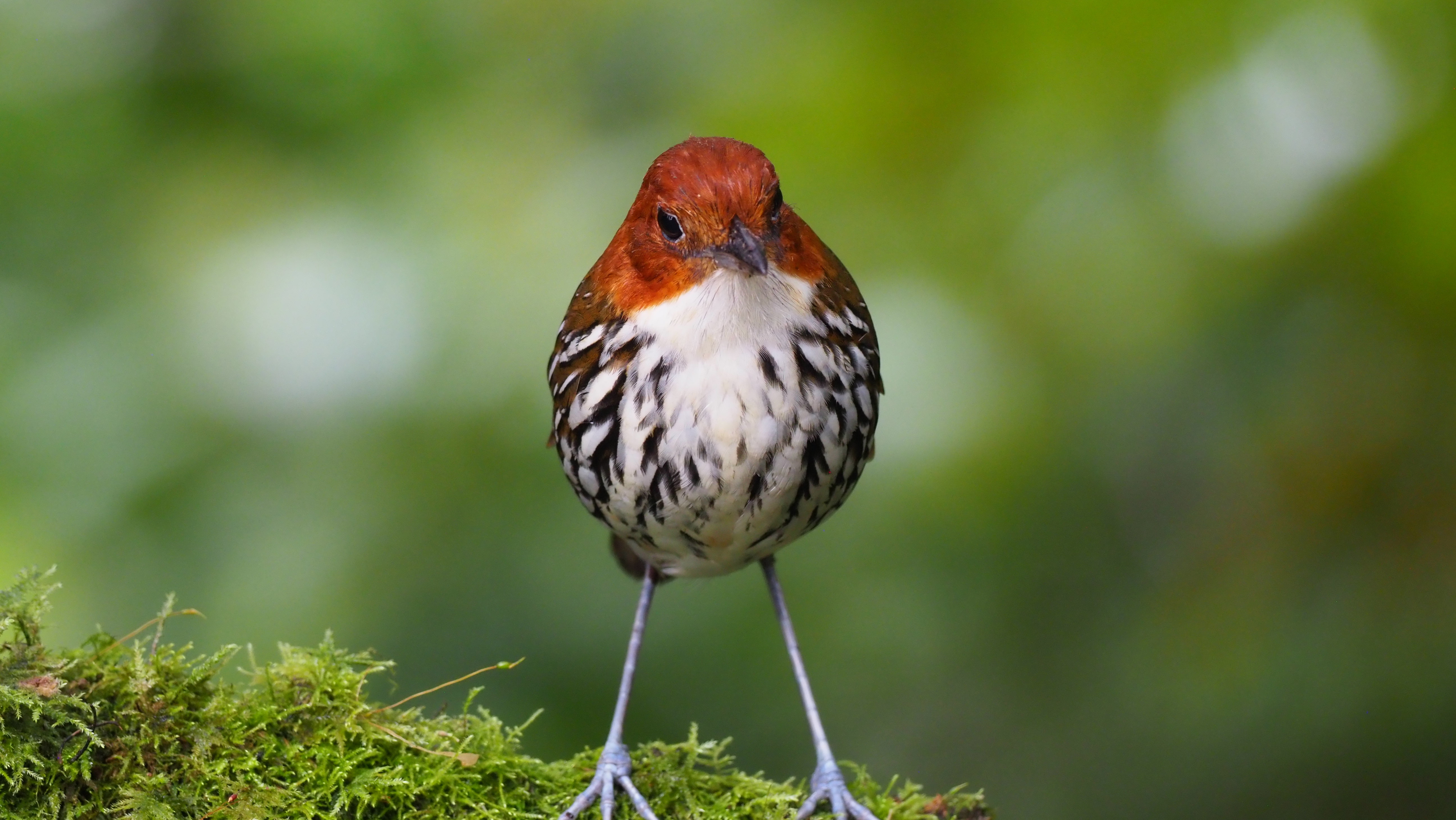 Chestnut-crowned Antpitta