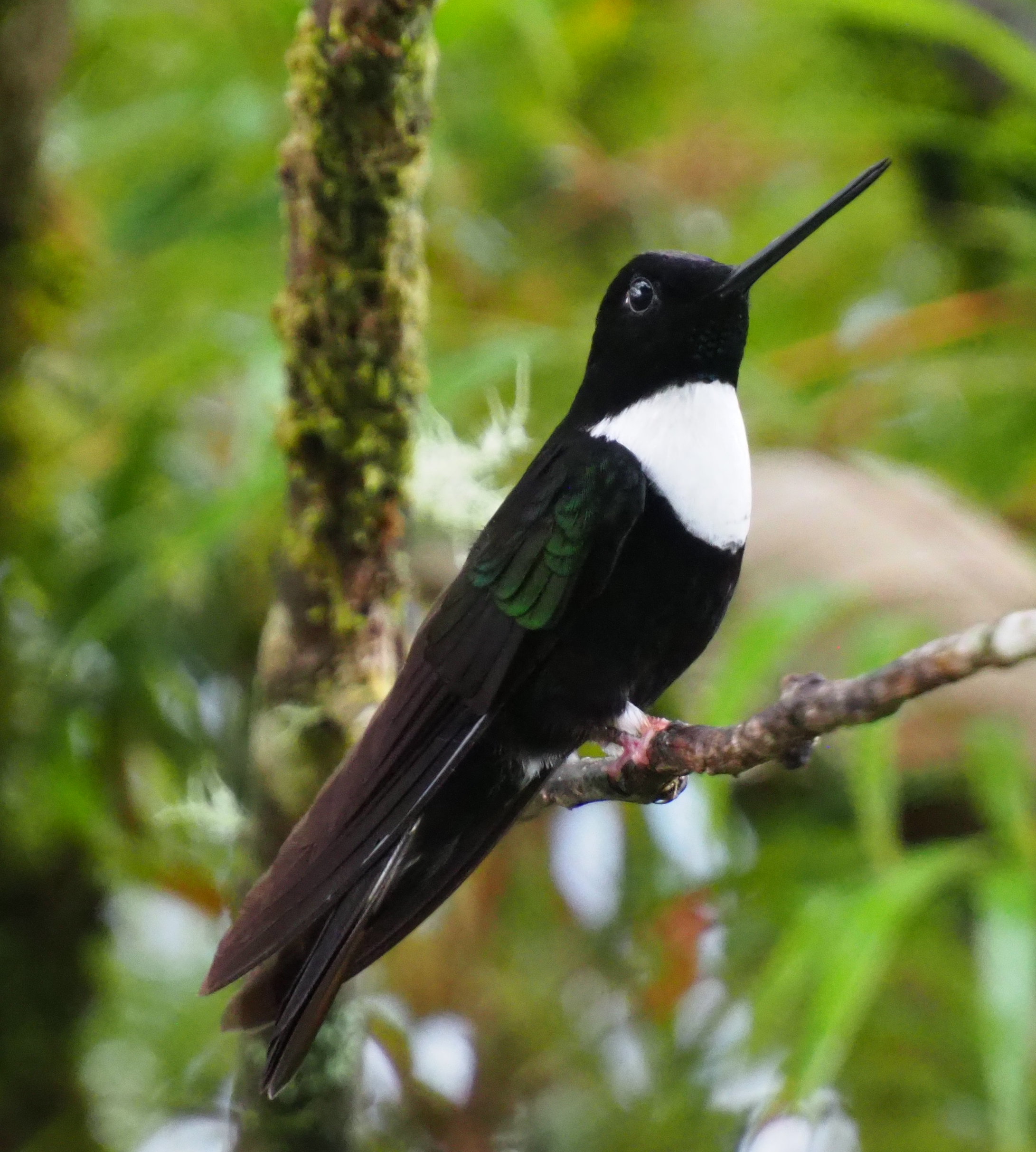 Collared Inca displaying its distinctive black and white collar in cloud forest habitat