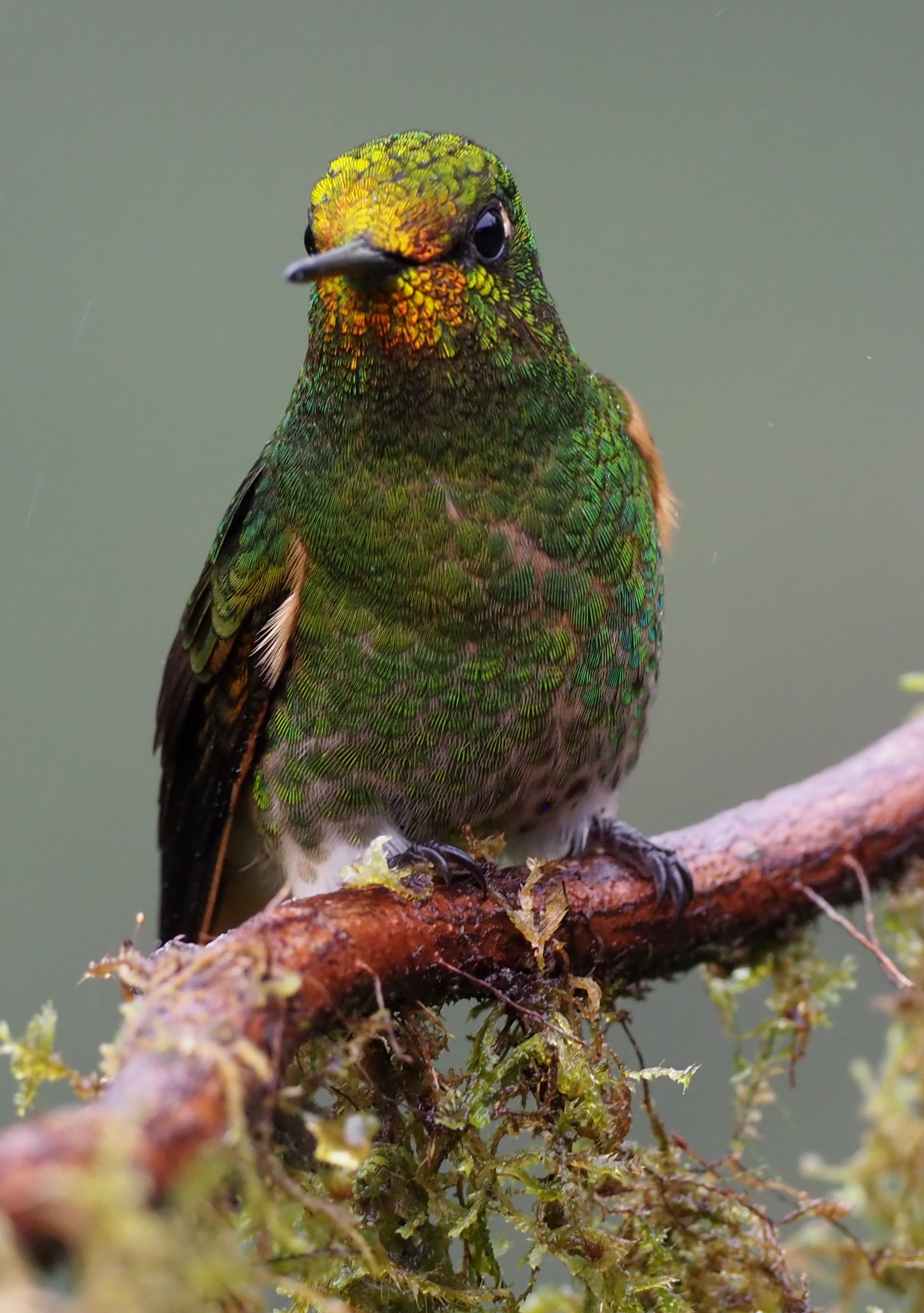 Copper-rumped Hummingbird showing brilliant golden-green iridescence in páramo habitat