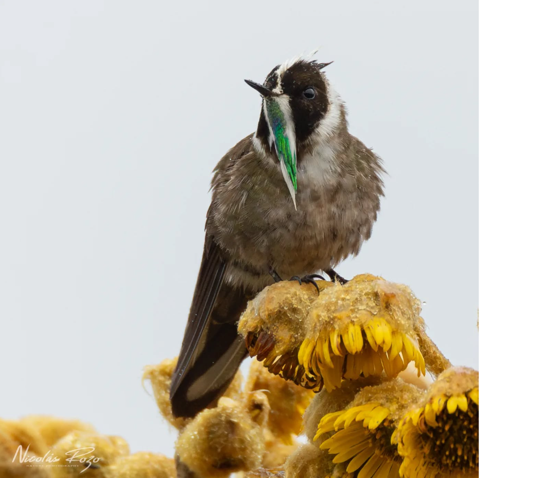 Green-bearded Helmetcrest - Eastern Andes