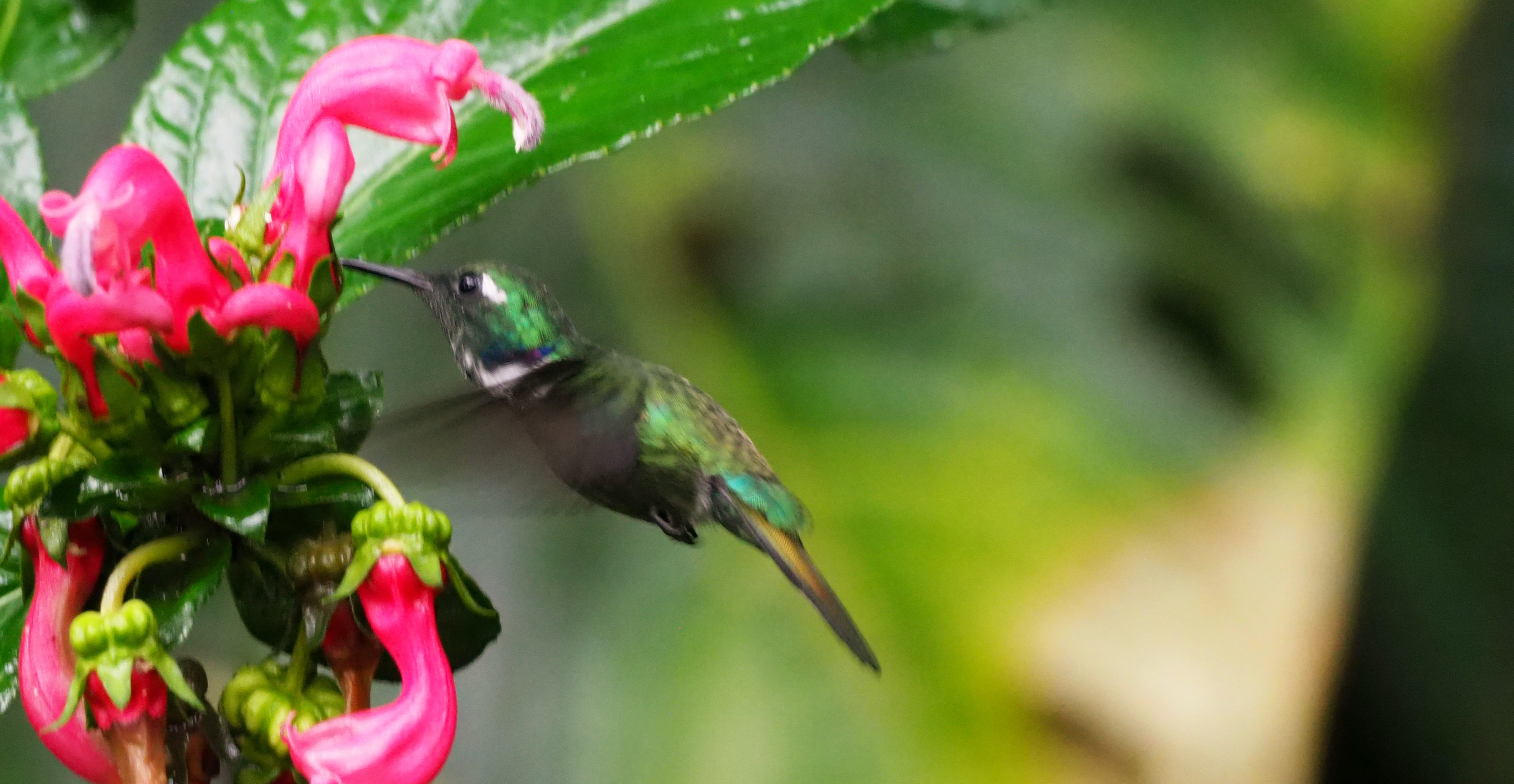 Green Hermit hummingbird feeding from bright pink tropical flowers