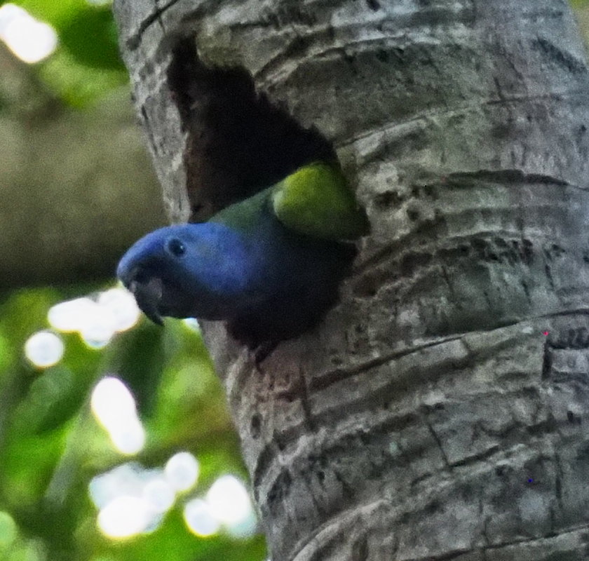Green Honeycreeper (Chlorophanes spiza) male with brilliant blue head in Sierra Nevada forest