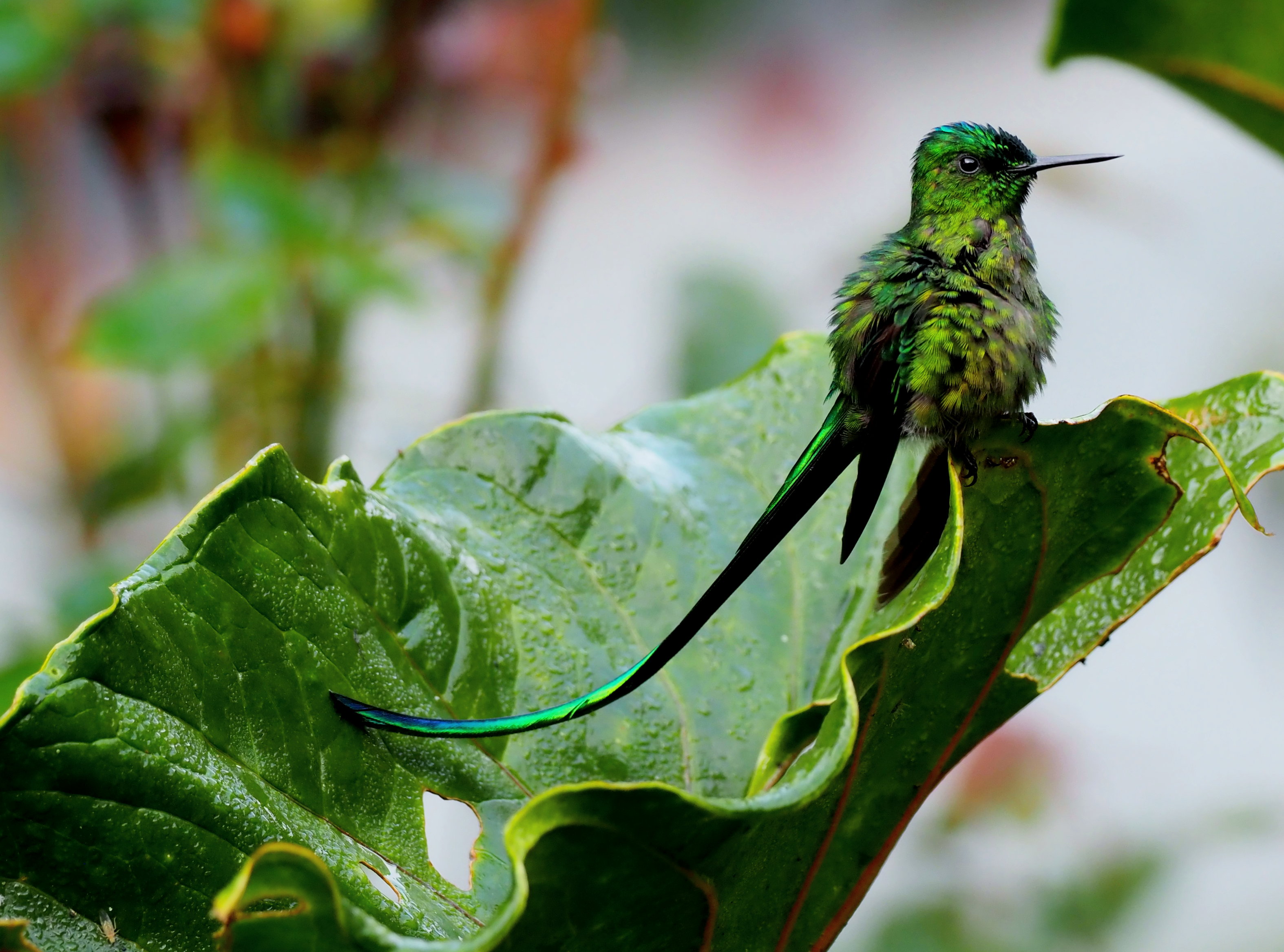 Long-tailed Sylph (Aglaiocercus kingii) displaying its magnificent elongated tail feathers and iridescent green plumage in cloud forest habitat