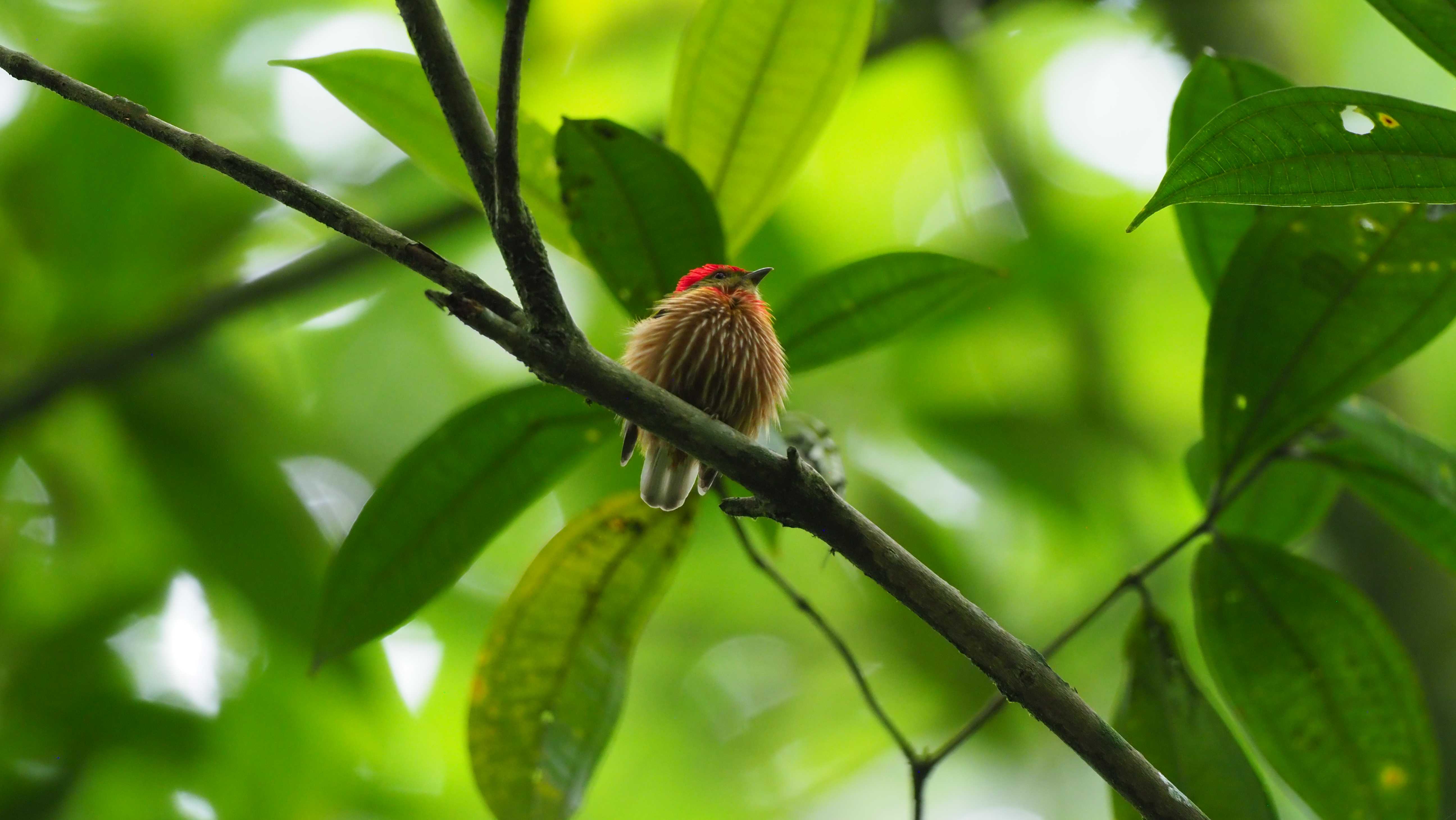 Wire-tailed Manakin performing courtship display in cloud forest understory at La Esmeralda