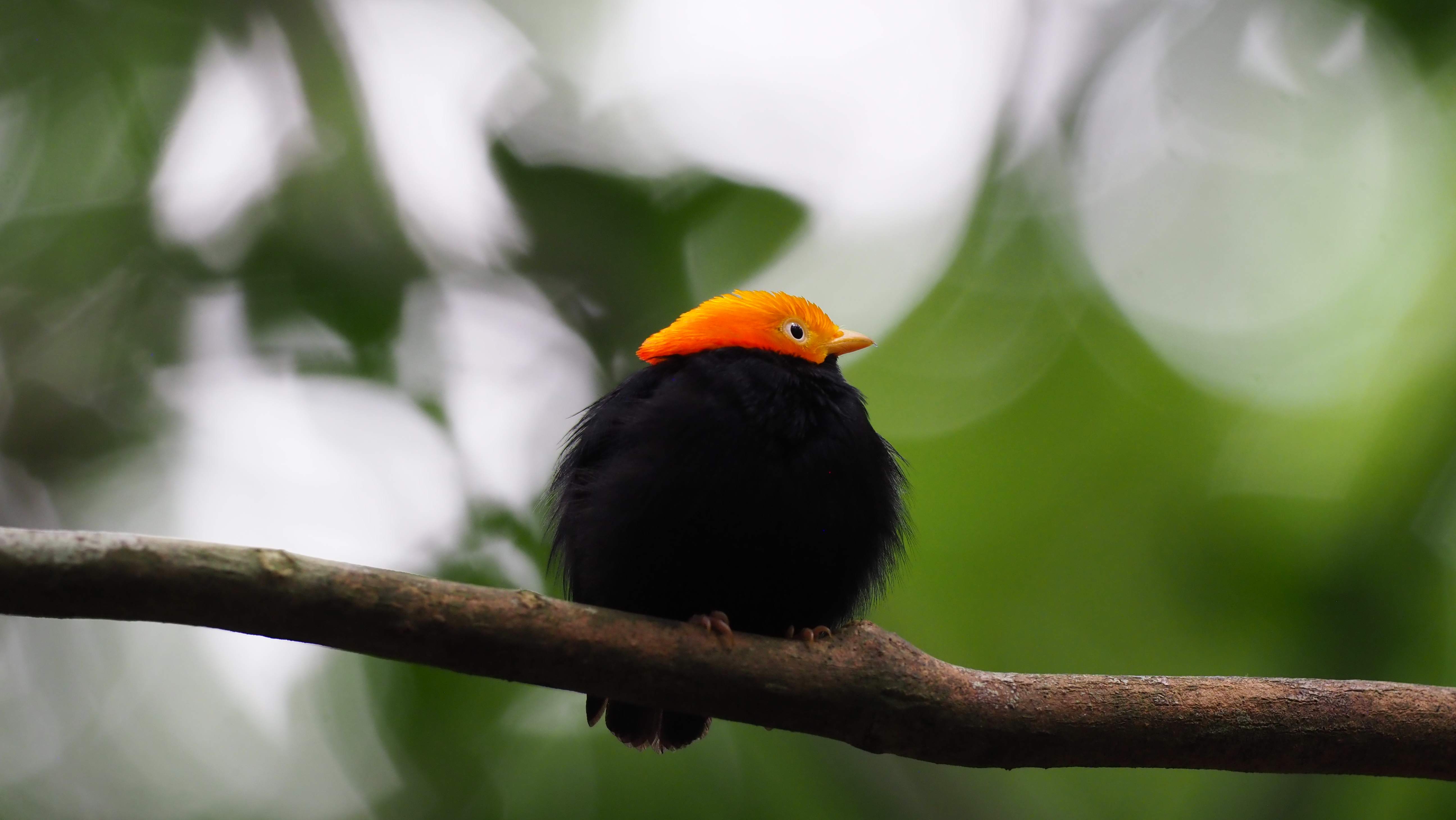 Golden-winged Manakin displaying brilliant yellow wing patches in La Esmeralda cloud forest