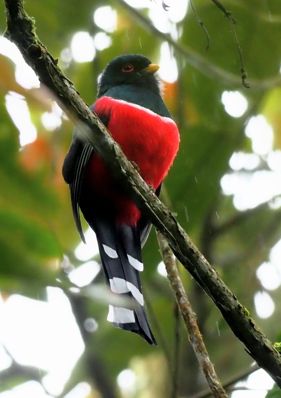 Masked Trogon (Trogon personatus) representing cloud forest conservation efforts in Colombia