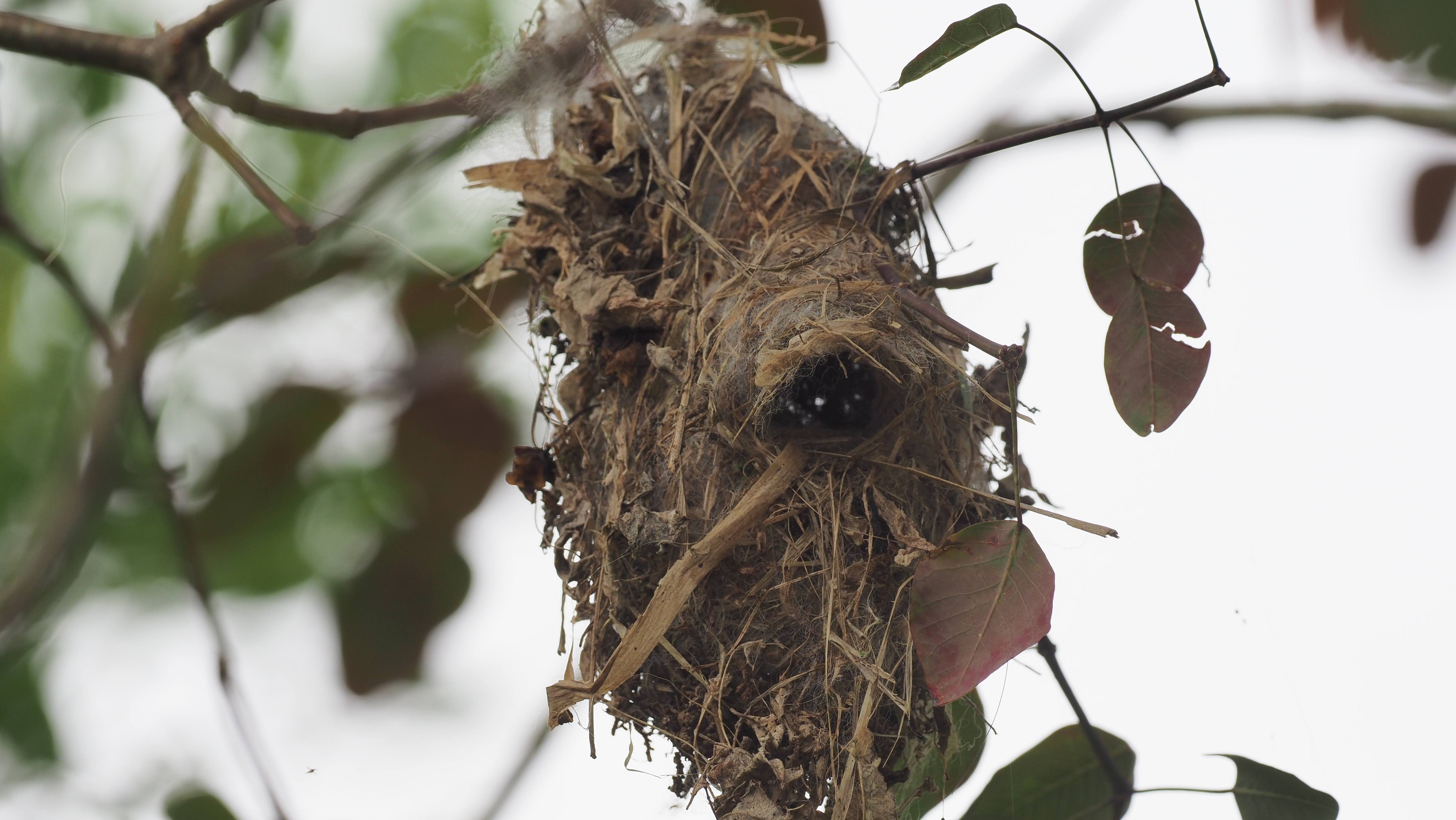Natural bird nest made entirely with organic materials in protected habitat