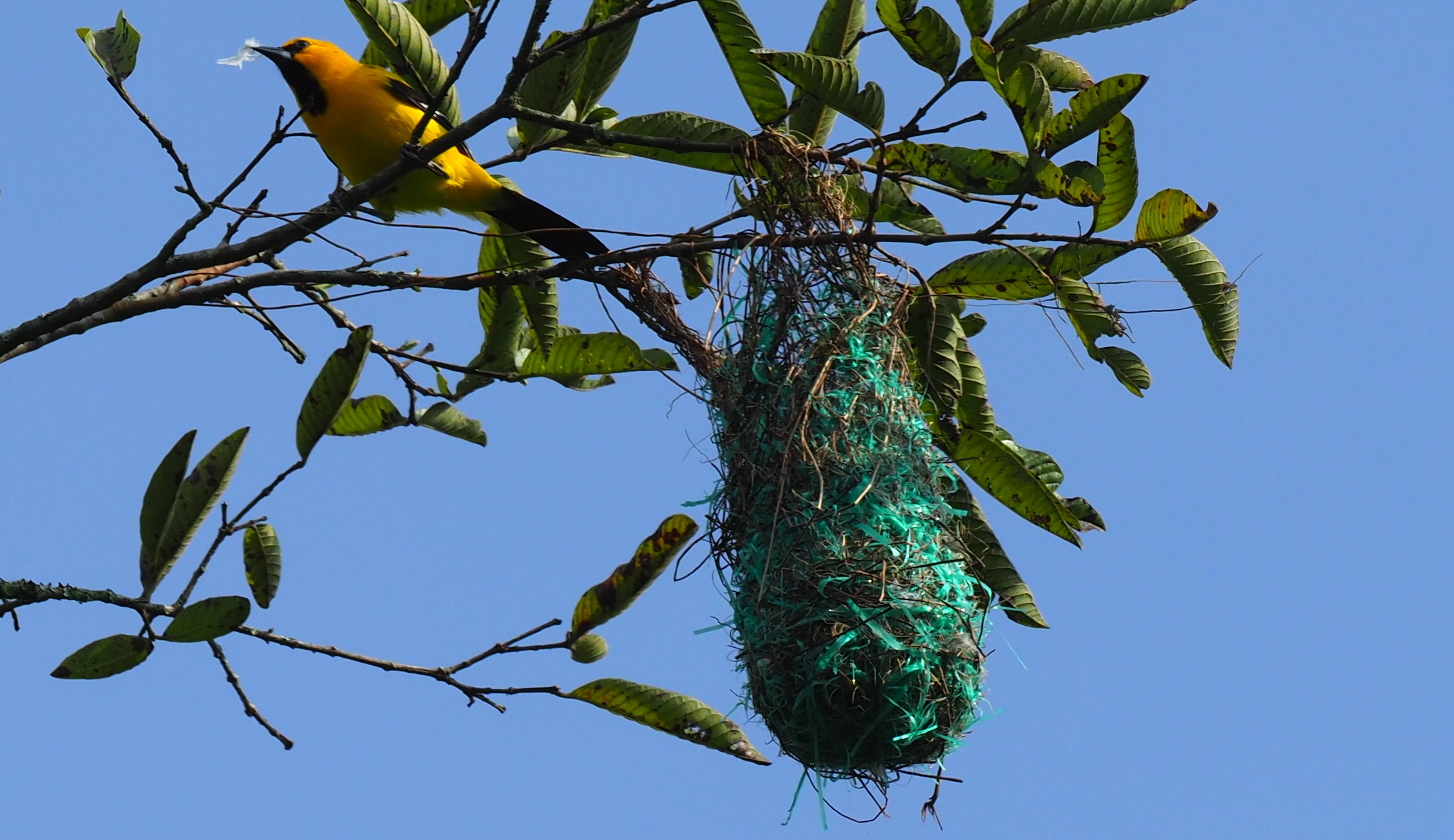 Bird nest constructed with plastic pollution materials showing environmental impact on wildlife