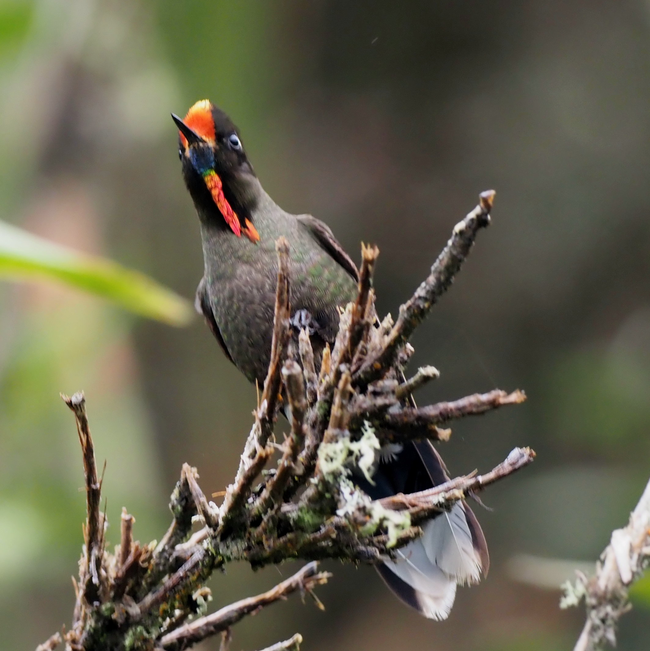 Rainbow-bearded Thornbill displaying its spectacular fiery throat in high-altitude páramo habitat