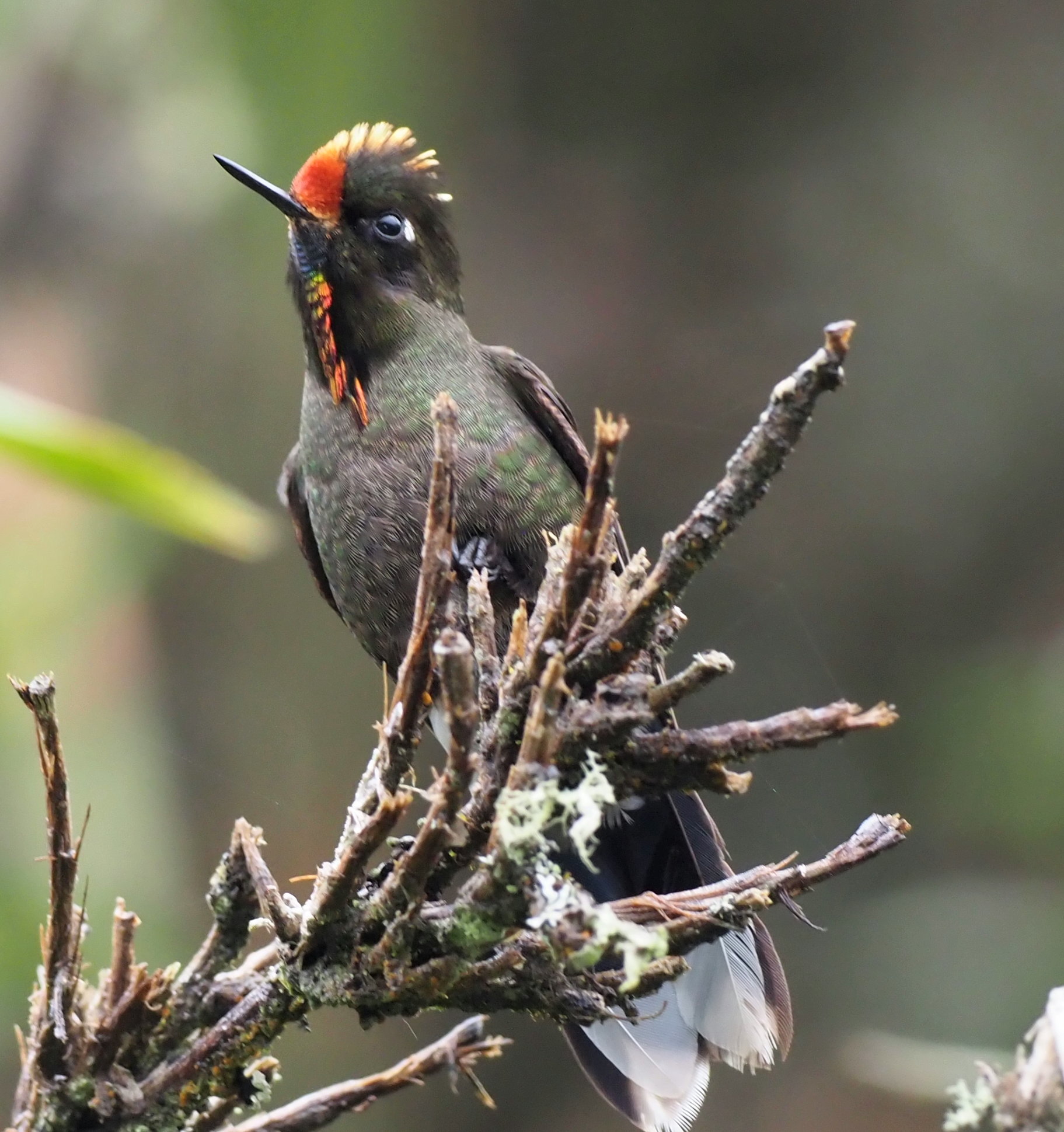 Rainbow-bearded Thornbill