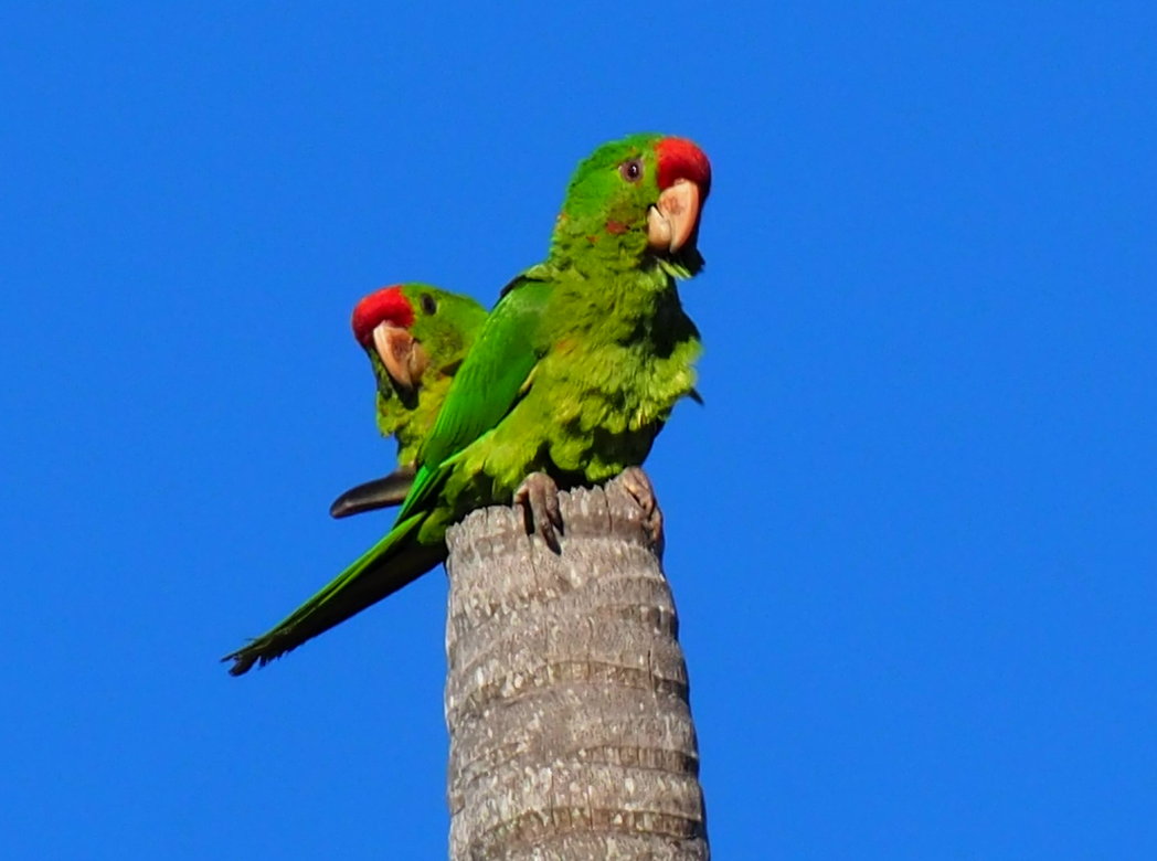 Red-lored Amazons (Amazona autumnalis) pair perched on palm trunk in Sierra Nevada habitat