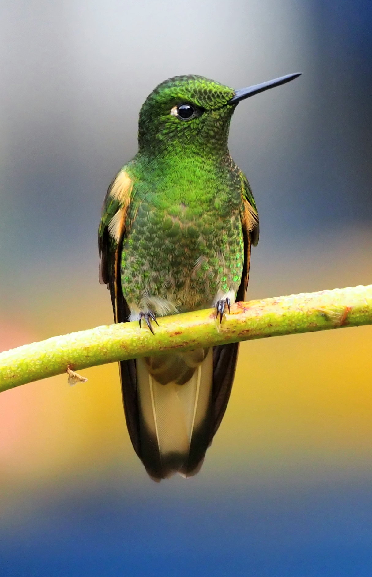 Rufous-tailed Hummingbird showing beautiful green and rufous coloration
