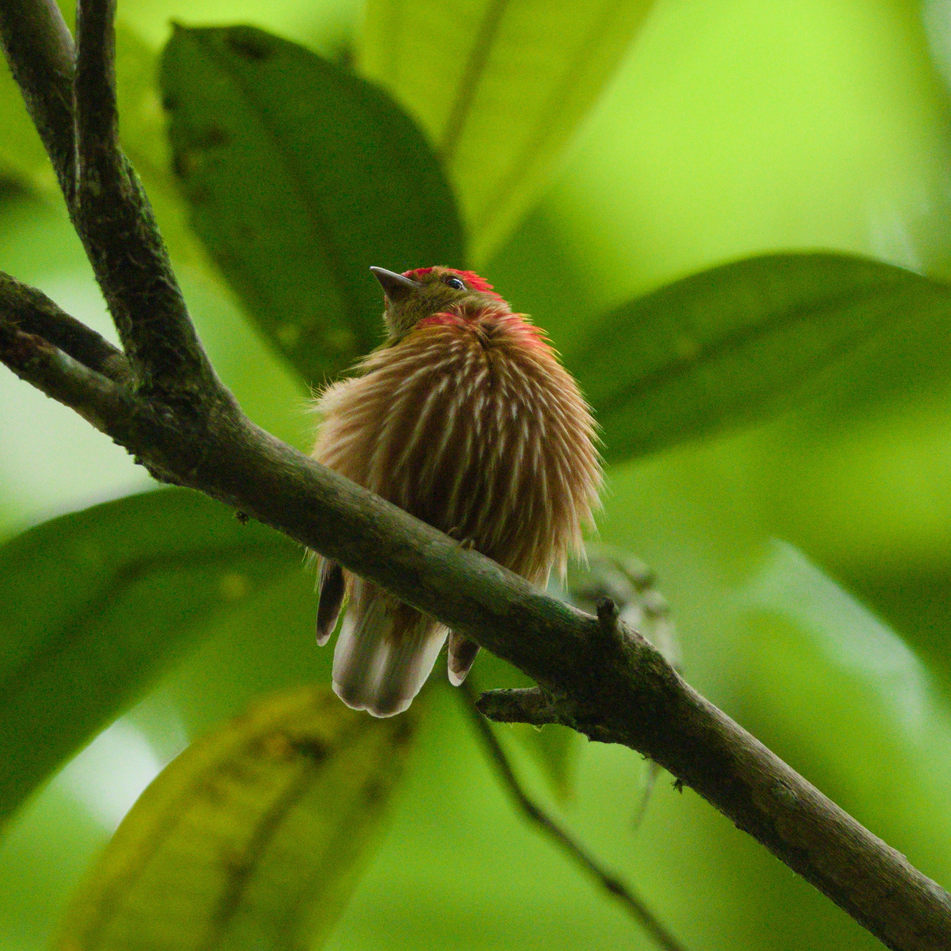 Striped Manakin