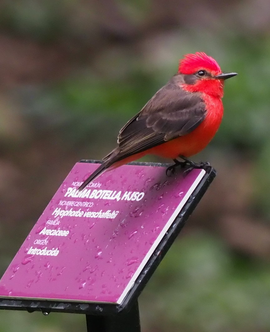 Vermilion Flycatcher in Eastern Cordillera representing Souls Tours