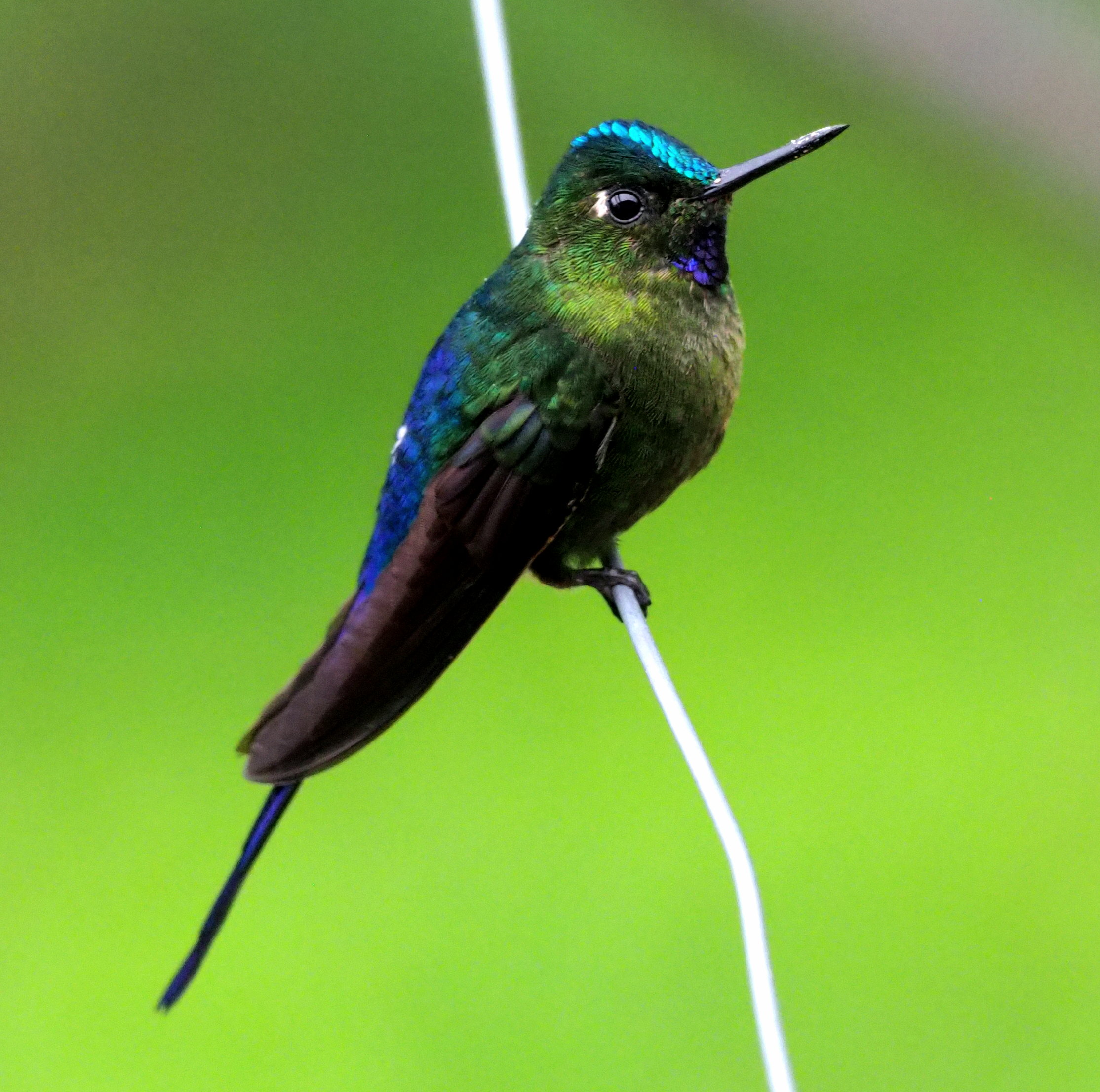 Violet-tailed Sylph displaying its spectacular blue crown and long tail streamers
