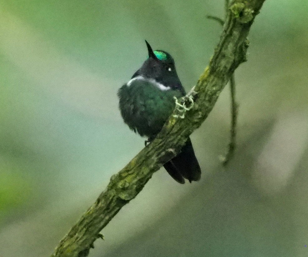White-necked Jacobin displaying its distinctive white collar and dark plumage