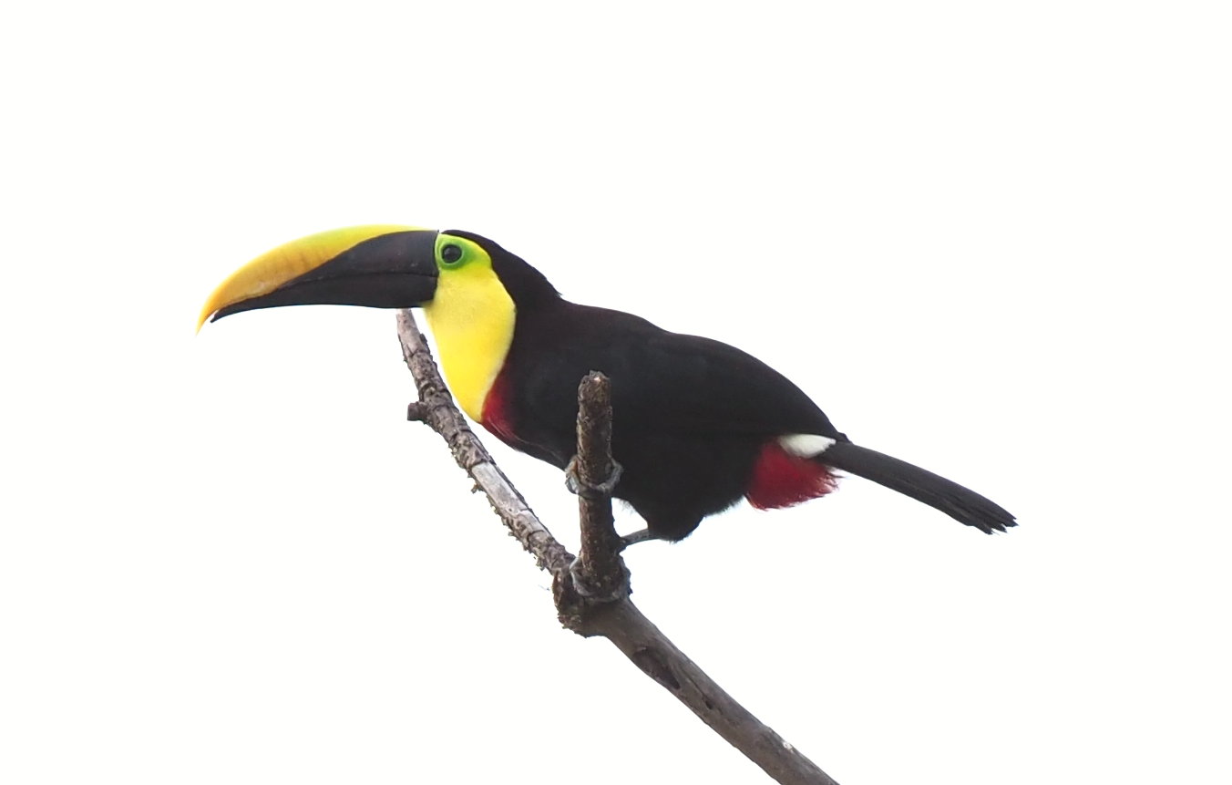 Yellow-throated Toucan (Ramphastos ambiguus) displaying its magnificent bill in the Chocó rainforest canopy