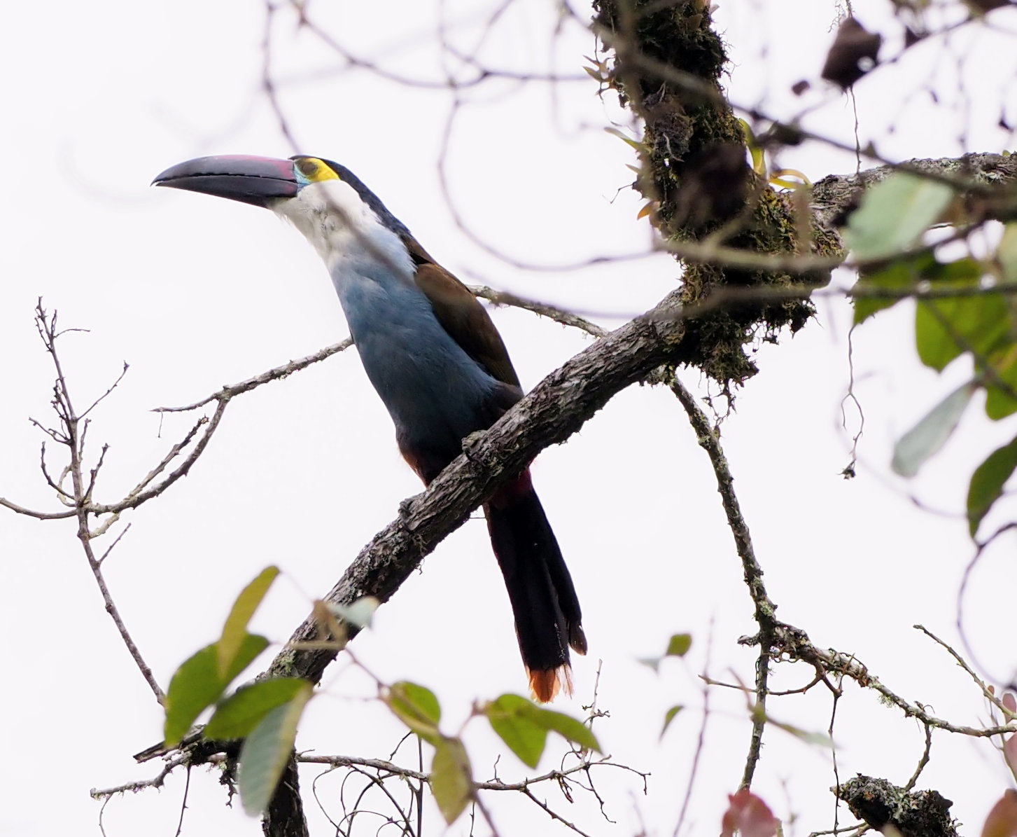 Yellow-throated Toucan photography expedition in Chocó